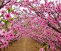 哇哇哇！2019年6月，選對方位撞桃花